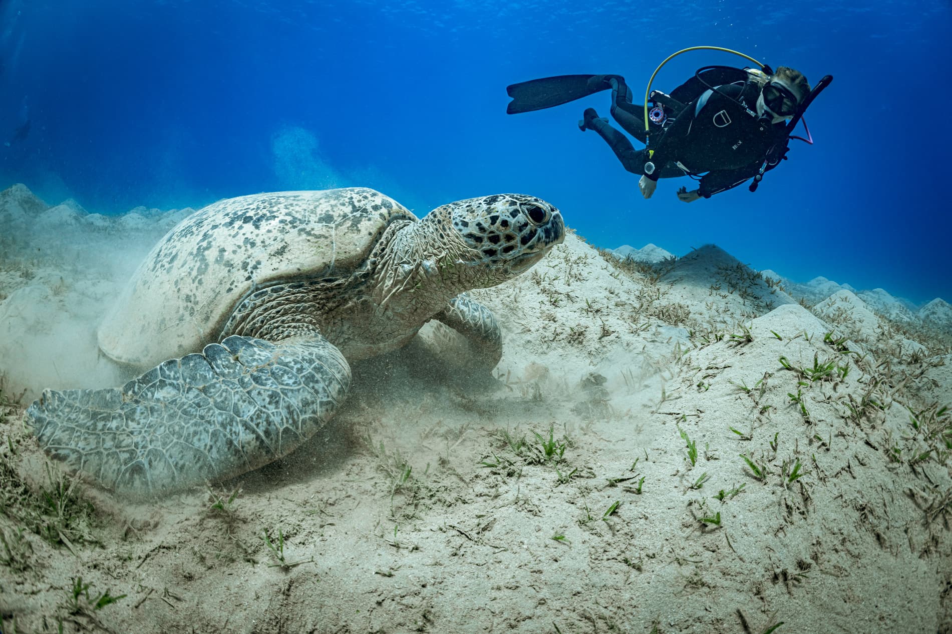 Tortue verte posée sur le fond sableux, un plongeur l'observe à distance