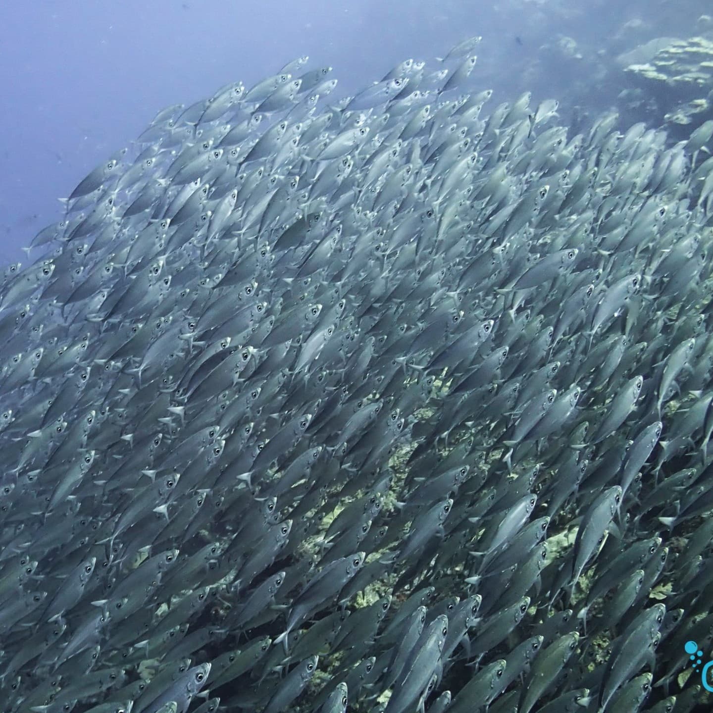 Banc dense de petits poissons argentés formant un mur mouvant