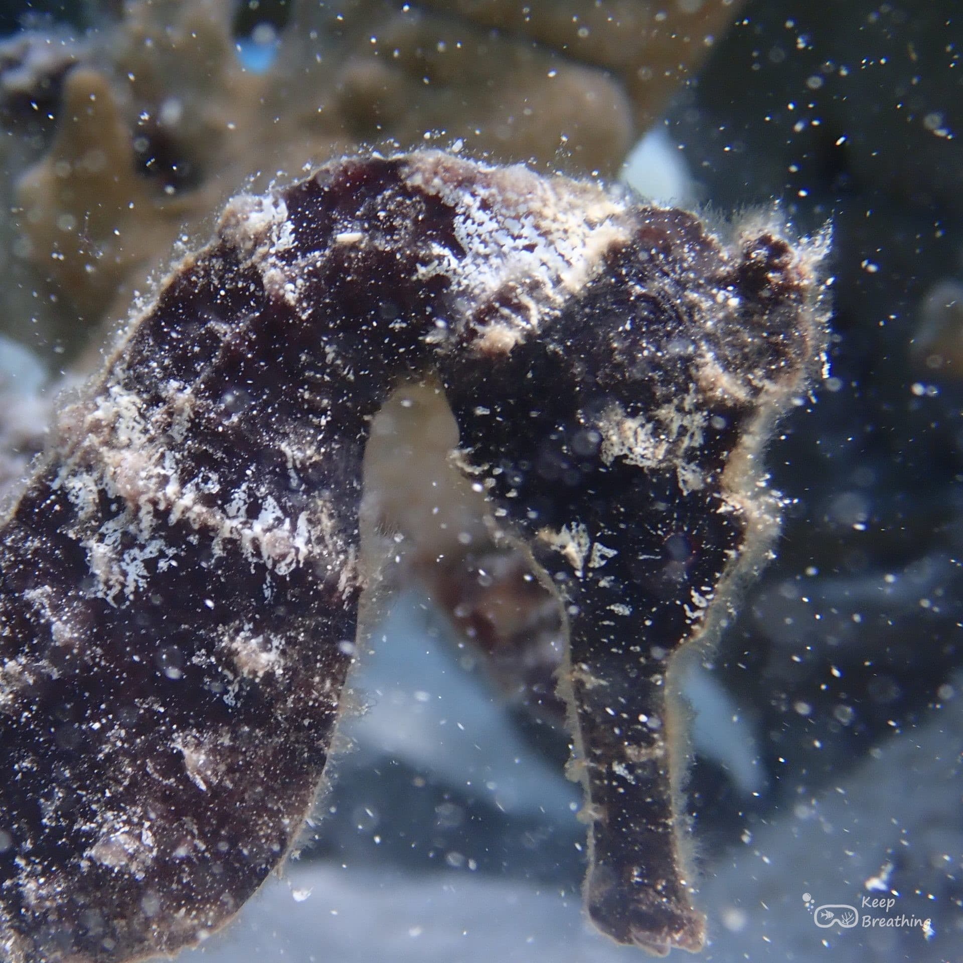 Hippocampe accroché à une éponge, parfaitement camouflé sur le récif