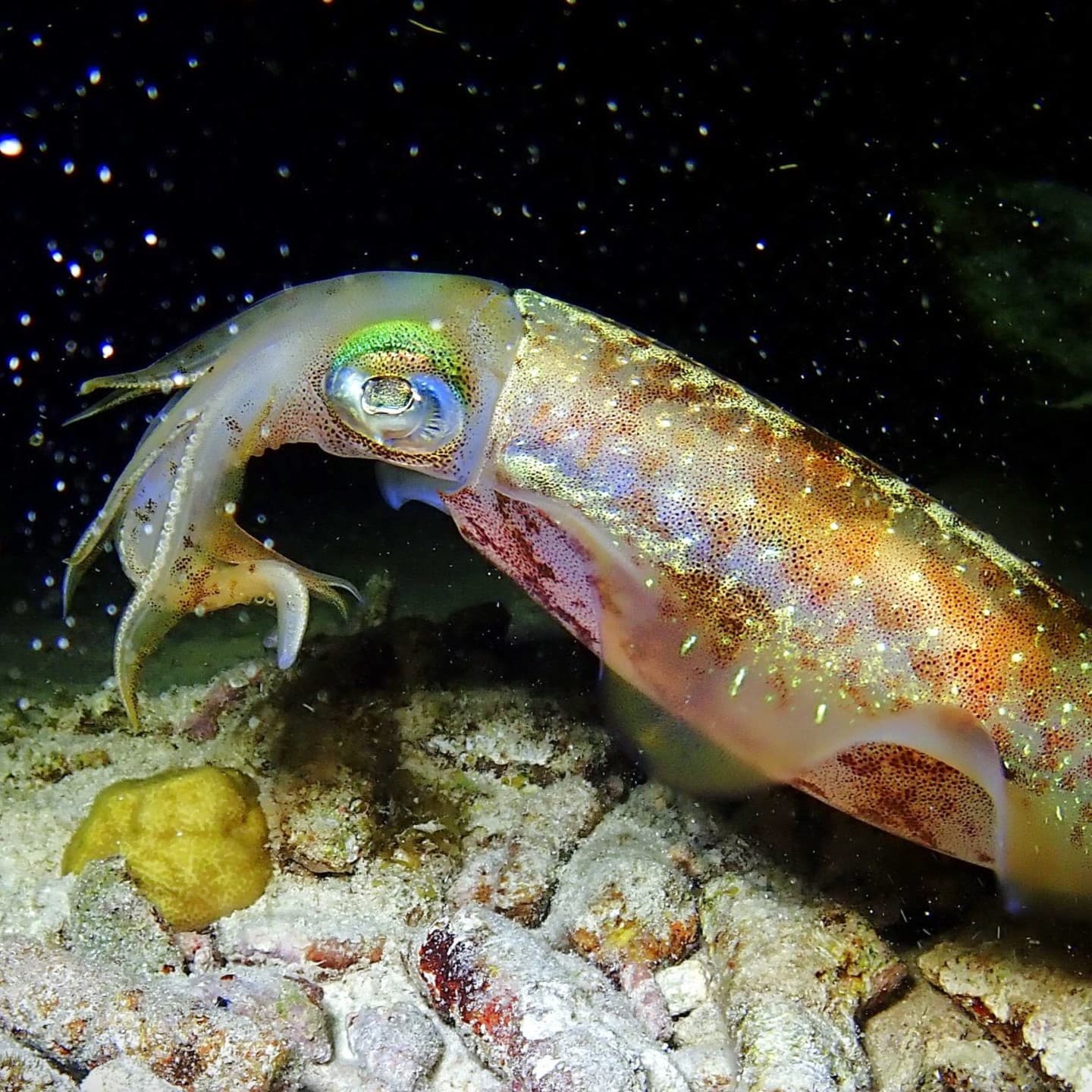 Calmar des récifs aux reflets irisés suspendu dans l'eau sombre