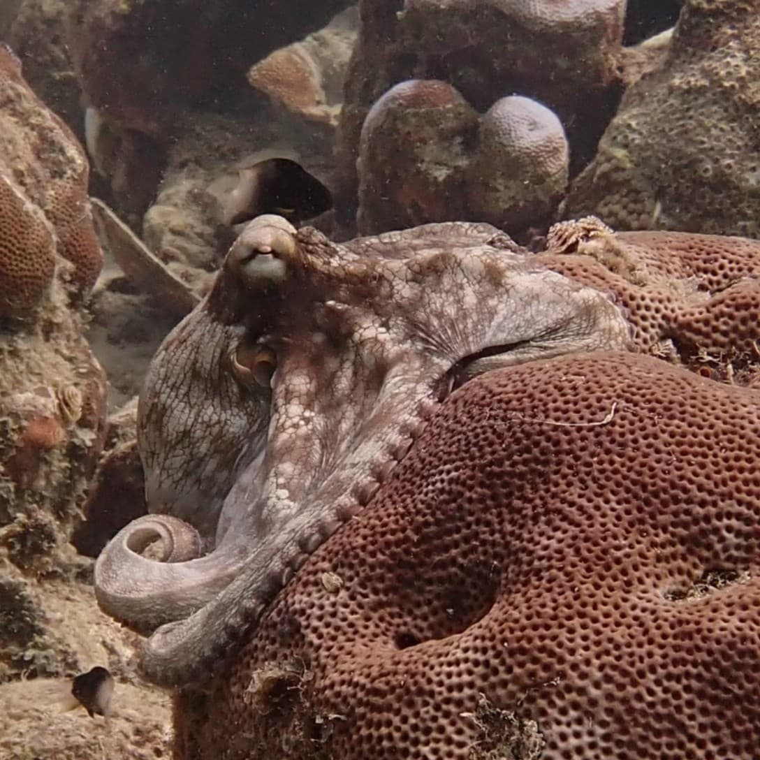 Pieuvre déployée sur un corail cerveau, bras enroulés et peau texturée