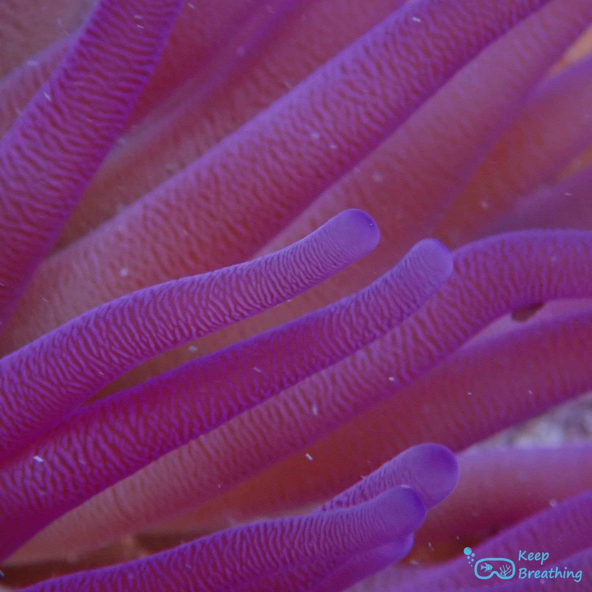 Gros plan sur les tentacules magenta d'une anémone de mer