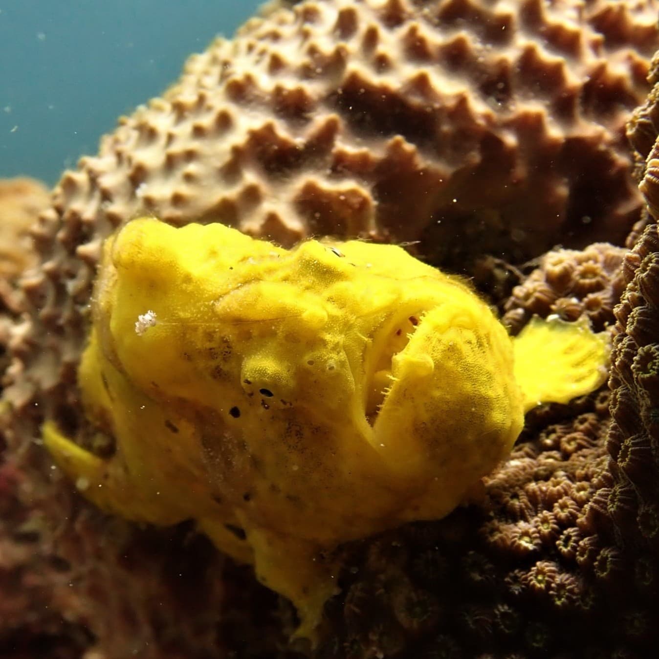 Poisson-grenouille jaune vif posé contre une éponge du récif