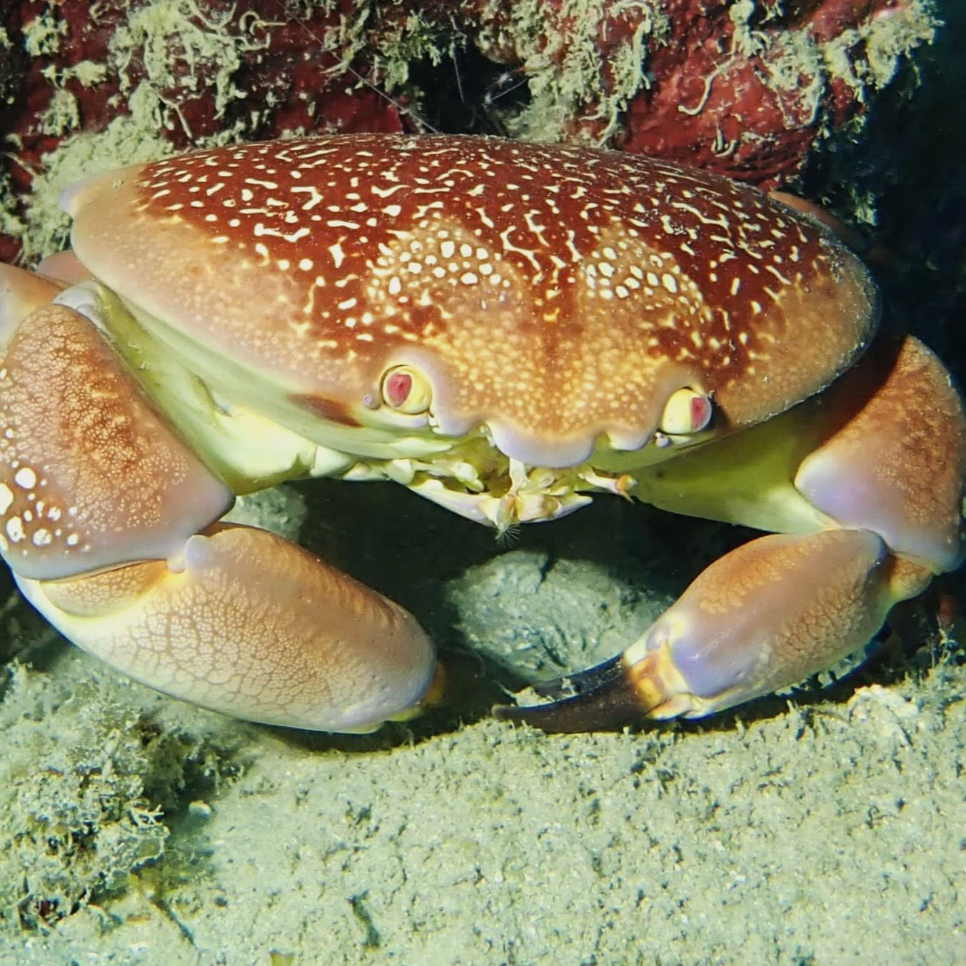 Crabe tacheté aux pinces massives dissimulé entre les coraux