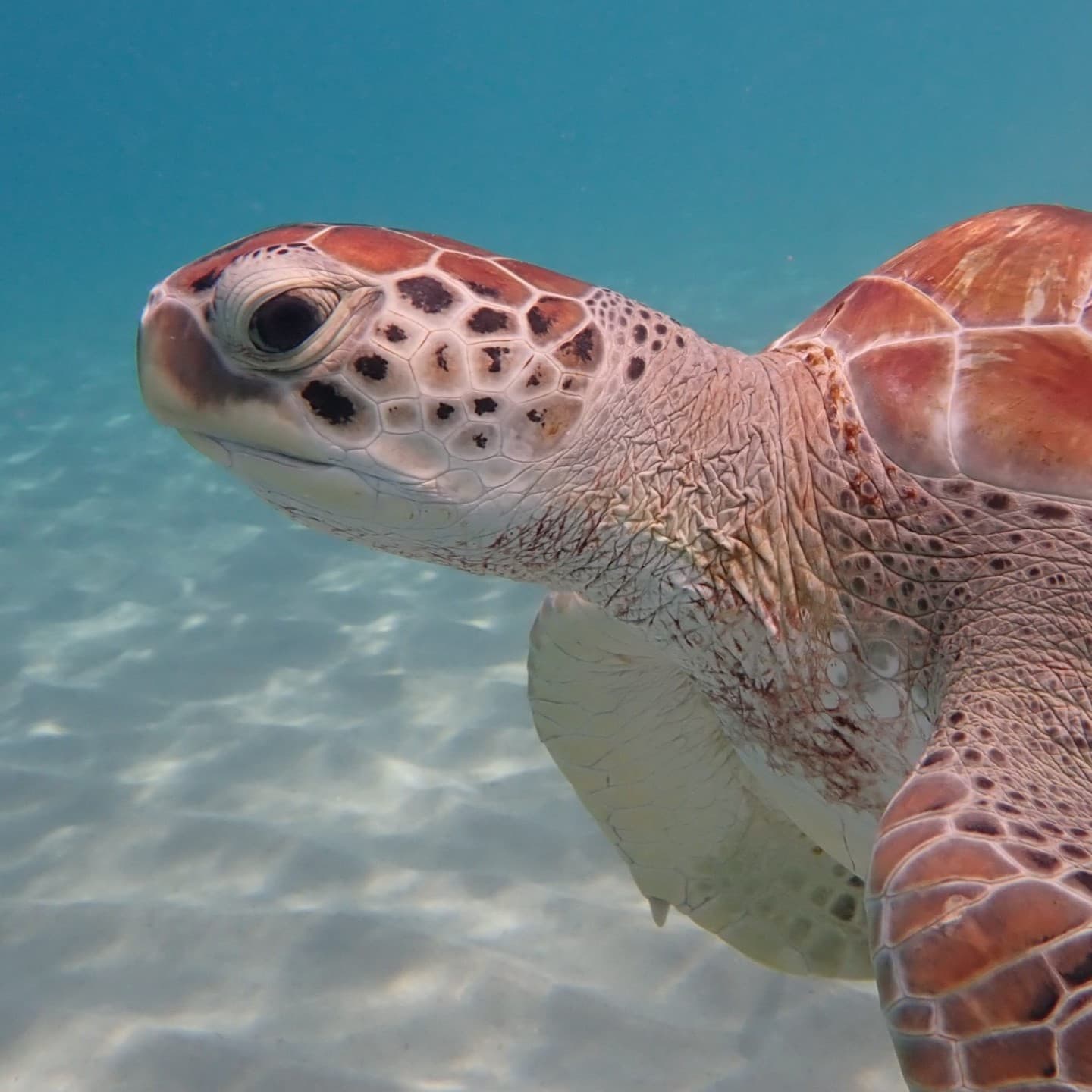 Tortue marine nage au-dessus du fond sableux, tête tournée vers l'objectif